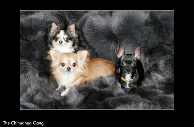 pet portrait photography, chihuahua puppies