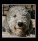 gray bedlington terrier puppy